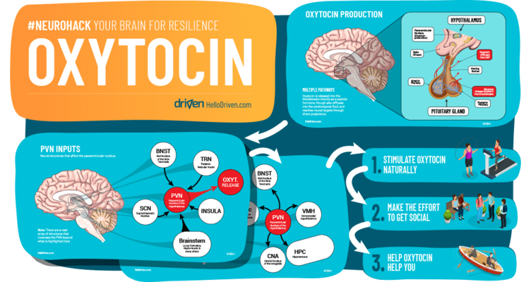 The Neuroscience of Trust 1